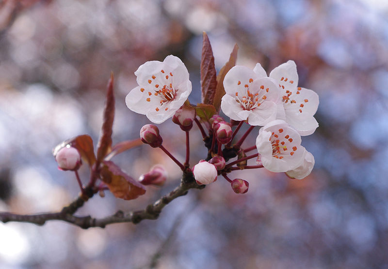 北見市の 桜公園 北海道 北見市 美幌音楽人 加藤雅夫