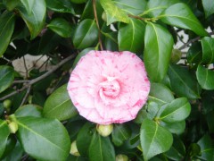 Camellia2.jpg