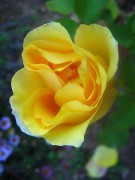 450px-Blooms_of_a_yellow_rose.jpg