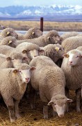 394px-Flock_of_sheep.jpg