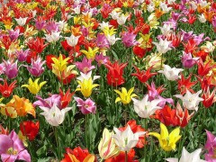 800px-Lily_flowered_tulip.jpg