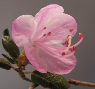 Rhododendron_sp1.jpg