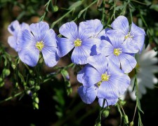 750px-Flax_flowers.jpg