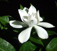 673px-Gardenia_Flower.jpg