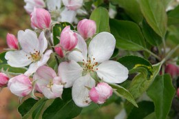 800px-Apple_blossoms.jpg