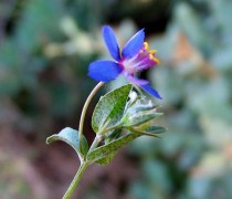 Anagallis_foemina_garganta_y_envs.jpg