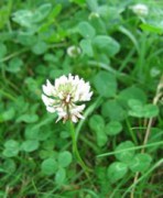 Trifolium-repens-hvitklver.jpg