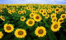 800px-Sunflowers.jpg