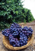 407px-Autumn_Royal_grapes.jpg