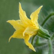 608px-Solanum_lycopersicum_-_Tomato_flower_aka.jpg