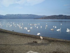 800px-Lake_kussharo_sunayu_with_swan.jpg