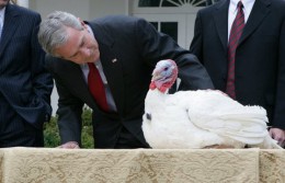 President_Bush_in_National_Thanksgiving_Turkey_Ceremony_2007.jpg