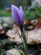 Saffran_crocus_sativus_moist.jpg