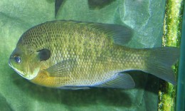 800px-Bluegill_Lepomis_macrochirus.jpg