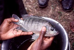 Oreochromis_niloticus_2.jpg