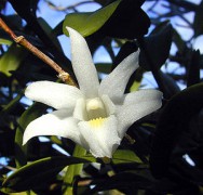 300px-Dendrobium_crumenatum.jpg