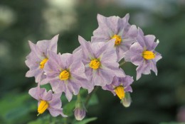 800px-Potato_flowers.jpg
