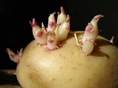 800px-Potato_sprouts.jpg