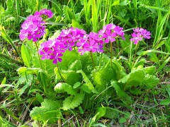 800px-Saitama_Tajimagahara_Primula_Sieboldii_Primrose_Habitat_2.jpg