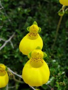 450px-Calceolaria_biflora_Lam_.jpg