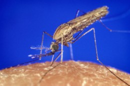 Anopheles_gambiae_mosquito_feeding_1354_p_lores.jpg