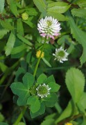 414px-Trifolium_April_2010-2.jpg