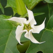 600px-Datura_stramonium_white_flower.jpg