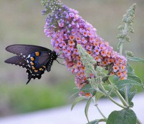 697px-Butterfly_feeding_from_butterfly_bush.jpg