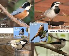 736px-Birdwatching_sample.jpg