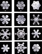 469px-SnowflakesWilsonBentley.jpg