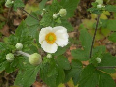 800px-Anemone_hupehensis_var__japonica_white_flower.jpg