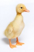Duckling_-_domestic_duck.jpg