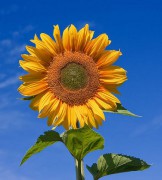 541px-Sunflower_sky_backdrop.jpg
