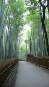 337px-Sagano_Bamboo_Forest_01.jpg