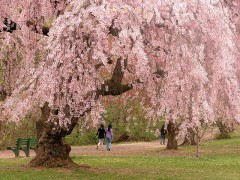 800px-Newark_cherry_blossoms.jpg