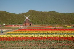 800px-Tulip_field_Kamiyubetsu_Hokkaido_japan.jpg