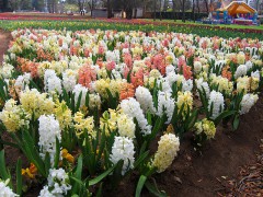 800px-Hyacinths_-_floriade_canberra.jpg