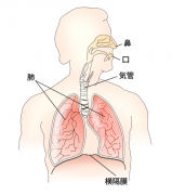 360px-Respiratory_system_jasvg.png