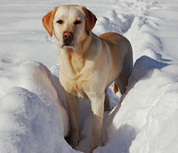 200px-Labrador_Retriever_snow.jpg