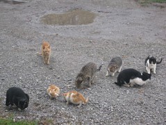 330px-Herd_of_Cats.jpg