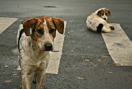 330px-Stray_dogs_crosswalk.jpg