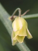 Asparagus_officinalis_subsp_oficinalis_flower_asperge_bloem.jpg