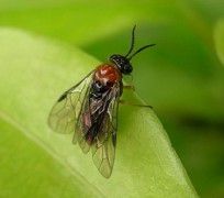 375px-Monoctenus_sp01.JPG