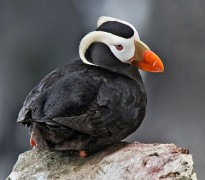 375px-Tufted_Puffin_Alaska_cropped.jpg