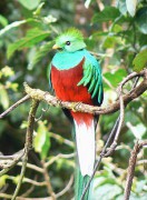 300px-Quetzal01.jpg