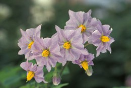 330px-Potato_flowers.jpg