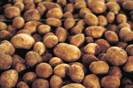 330px-Potatoes.jpg